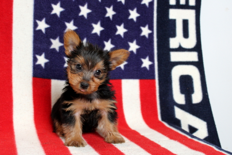 puppy, for, sale, Yorkshire Terrier, Matthew B. Stoltzfus, dog, breeder, Gap, PA, dog-breeder, puppy-for-sale, forsale, nearby, find, puppyfind, locator, puppylocator, aca
